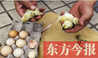 昨天上午，鄭州市紫東苑小區(qū)一住戶家的烏雞蛋竟然孵出了小雞