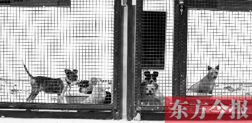 被主人遺棄的小狗暫時寄居在鄭州市犬只收容中心內(nèi)，如果沒有人來認(rèn)領(lǐng)，他們將被處以安樂死