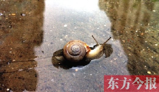 堵車俺不怕，就怕發(fā)大水，這不，一大早蹚水過街，現(xiàn)在已經(jīng)是下午了，俺還在馬路中間呢