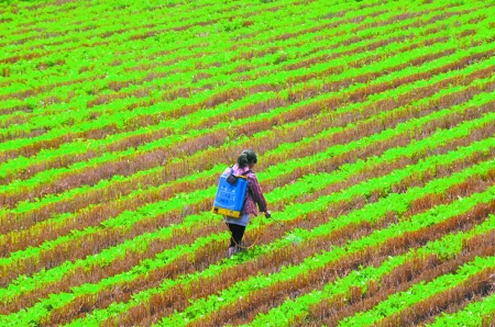 6月28日，內(nèi)黃縣東莊鎮(zhèn)馬固村農(nóng)民在花生地里噴施農(nóng)藥。