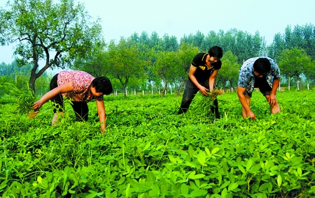 7月16日，內(nèi)黃縣后河鎮(zhèn)余莊村村民在花生地里除草。