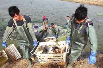 3月18日，漁民在溫縣黃河鯉魚生態(tài)養(yǎng)殖基地捕魚，近日，溫縣3000畝黃河鯉魚生態(tài)養(yǎng)殖基地的頭茬魚開始