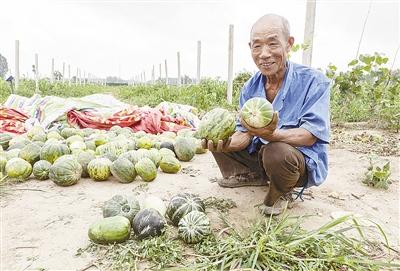 種的是“三白瓜”，長出來的瓜非常雜，其中最多的是本地甜面瓜，俗稱“一窩猴”