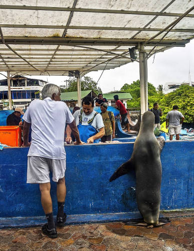 海獅變魚攤?？?排隊“購買”金槍魚