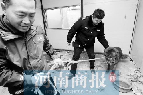 麻藥起作用后，這只藏獒被執(zhí)法人員控制