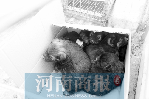 一家只能養(yǎng)一只狗，多余的被暫扣