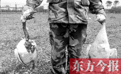 濟(jì)源一山間農(nóng)場(chǎng)遭襲，死傷200多只大鵝