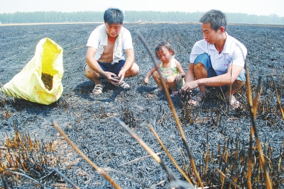 　村民為挽回一點(diǎn)損失，只得撿拾一些燒焦的麥穗。