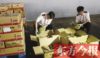 昨日，檢驗檢疫人員正對剛從臺灣進口的水果進行檢驗