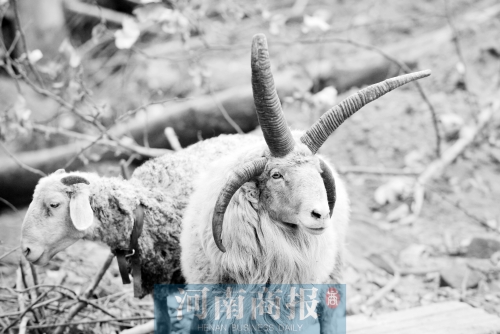 “咩……我的原主人說，他養(yǎng)了一輩子羊，也沒見過我這種情況”