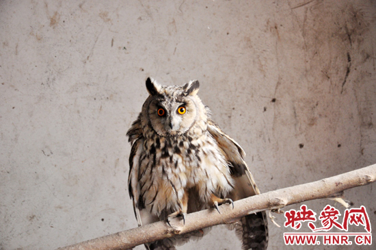 據(jù)了解，長耳鸮屬于夜行動物，是一種益鳥，主要捕食鼠類。