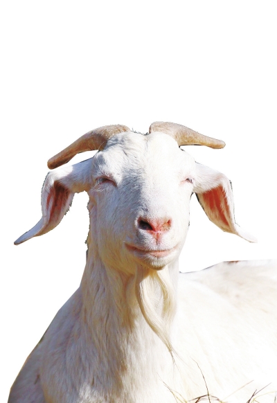 奶山羊,這種羊?yàn)楸就辽窖?，以產(chǎn)奶為主，產(chǎn)奶量高。具有“頭長、頸長、體長、腿長”的特征，俗稱“四長羊”