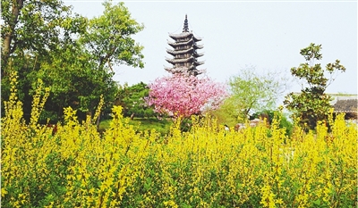 綠博園盛開的鮮花“期待”和市民“約會”。