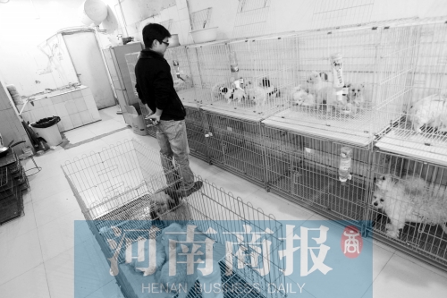 市民反映，淮河路“緣寵”寵物店曾出售疑似患病的狗