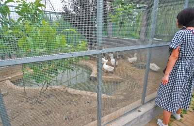 救助鳥類的大籠子里沒有鳥類，鴨子和鵝占了“鵲巢
