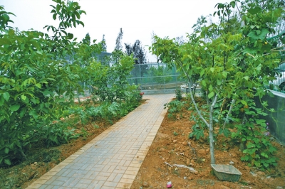 路兩邊是核桃樹，而路的盡頭救助野生鳥類的籠子，鴨子和鵝占了鵲巢