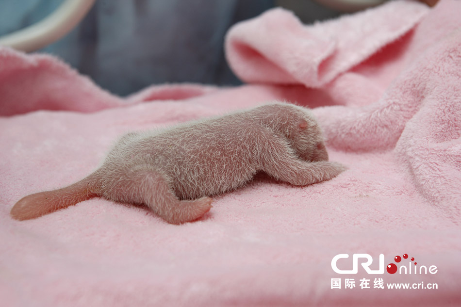 2013年7月11日，成都大熊貓繁育研究基地月亮產(chǎn)房，新生大熊貓寶寶在育嬰箱里憨態(tài)可掬。