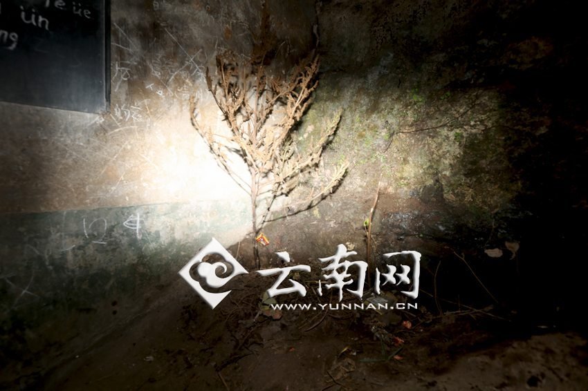 　教室里沒有燈，光線太暗，村民便種下了野蘇麻，希望教室有綠色，讓孩子們看到“希望”。 徐弘毅 攝