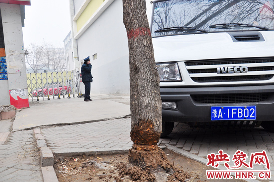 據(jù)了解，這棵樹在一家名叫“蝸牛之家”賓館專用停車場的出口處的南側(cè)，與北側(cè)的另外一棵白蠟樹有三四米的距