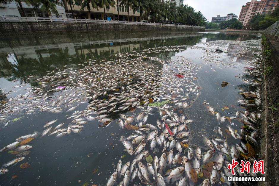 ?？诿郎岷蝇F(xiàn)大面積死魚 河面蔓延超一公里長
