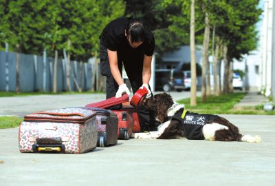 搜油犬正在進行日常訓(xùn)練。