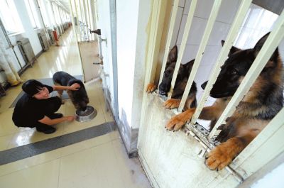 馴犬員給搜油犬準(zhǔn)備晚餐。