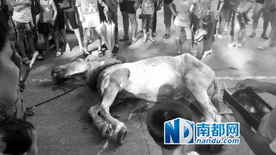 死馬拉的車。 游客圍觀死馬。游客供圖