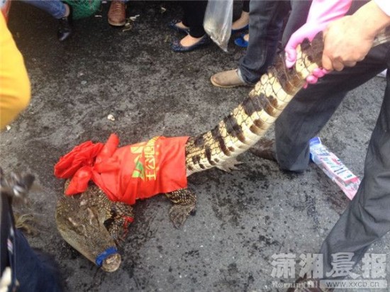 車上的鱷魚(yú)爬上路面。記者 向帥