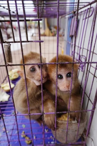 獼猴、麂子、白鷴、果子貍、豪豬、豺狗、熊、竹鼠等國家保護(hù)野生動物或瀕危物種，在此成為各路食客的盤中餐