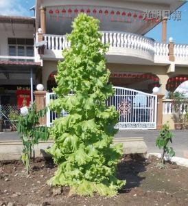 馬口親善花園居民李亞德種出“高人一等”的生菜，這棵3英尺高的生菜好像圣誕樹(shù)，令人稱(chēng)奇。