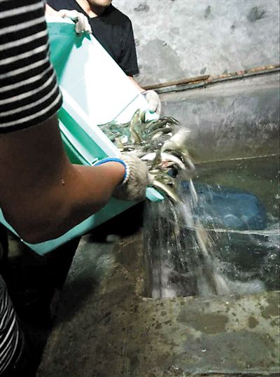 主人將撈上來的魚放進魚池。