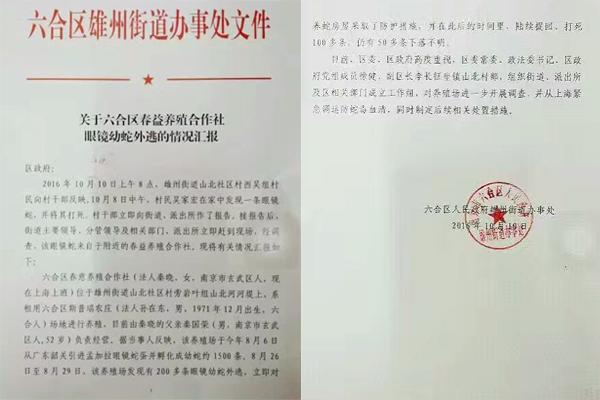 交匯點(diǎn)10月10日消息， 10日晚上，一則消息在南京人的朋友圈和微信群里瘋傳，網(wǎng)傳消息稱：六合雄州街道山北村一個農(nóng)莊私自養(yǎng)眼鏡蛇，幾天前突然跑出來了，估計(jì)二三百條。交匯點(diǎn)記者向六合區(qū)委宣傳部相關(guān)人士求證，證實(shí)了此事確實(shí)發(fā)生。