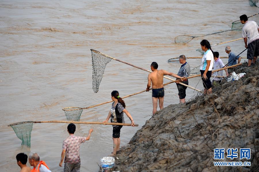 7月6日,在山西省平陸縣黃河岸邊,人們在河邊捕撈黃河“流魚”。