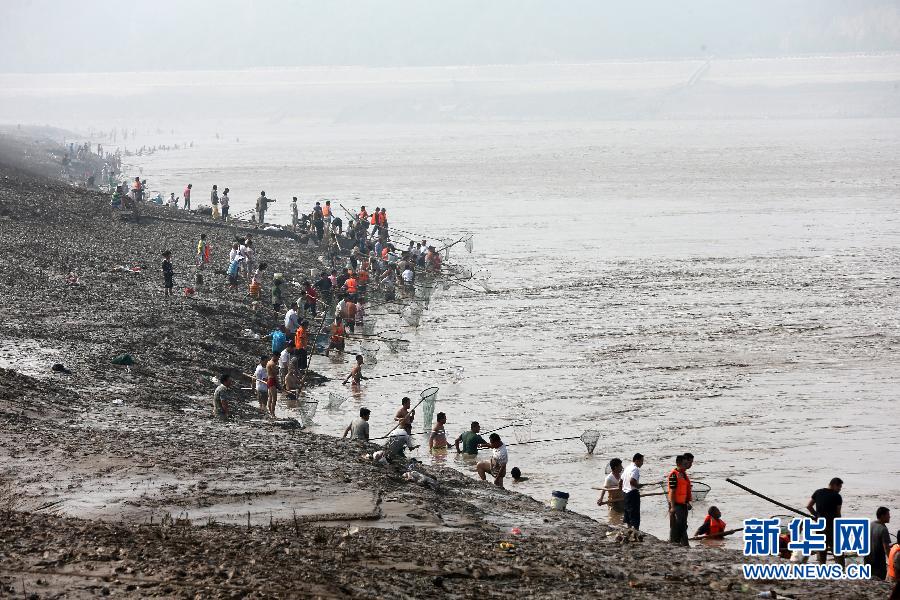 7月6日,在山西省平陸縣黃河岸邊,人們在河邊捕撈黃河“流魚”。