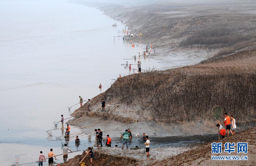  7月6日,在山西省平陸縣黃河岸邊,人們在捕撈黃河“流魚”。