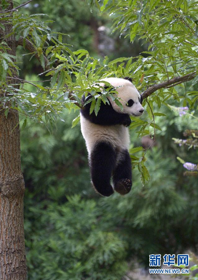 8月23日,大熊貓“寶寶”在美國華盛頓的國家動物園玩耍。新華社記者殷博古攝
