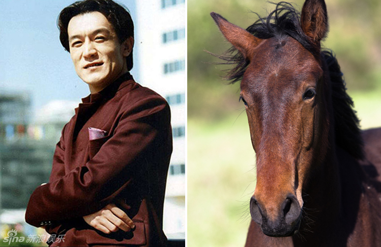 不小心就撞臉了！盤點動物界的明星相