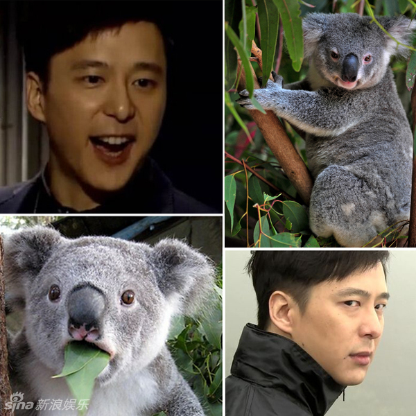不小心就撞臉了！盤點動物界的明星相
