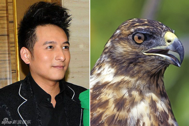 不小心就撞臉了！盤點動物界的明星相