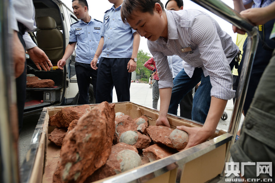2015年4月19日，廣東河源，道路改造施工現(xiàn)場，挖出一大窩恐龍蛋化石。