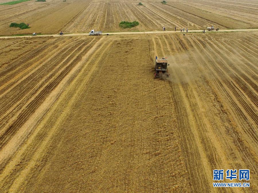 這是5月28日在河南省南陽市唐河縣甘河灣村航拍的麥收現(xiàn)場。