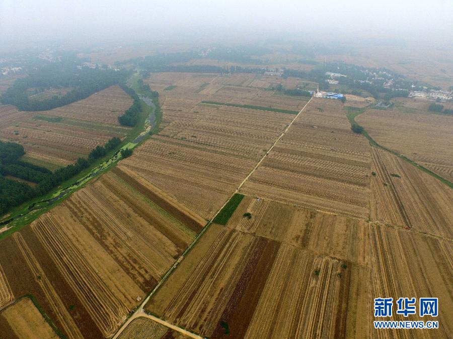 這是5月28日在河南省南陽市唐河縣甘河灣村航拍的麥收現(xiàn)場。