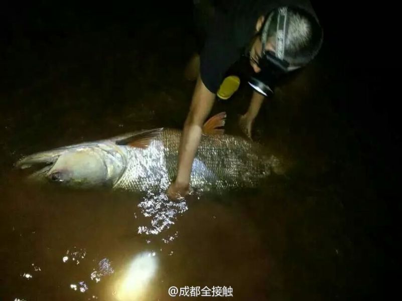 圖為父子倆發(fā)現(xiàn)大魚。
