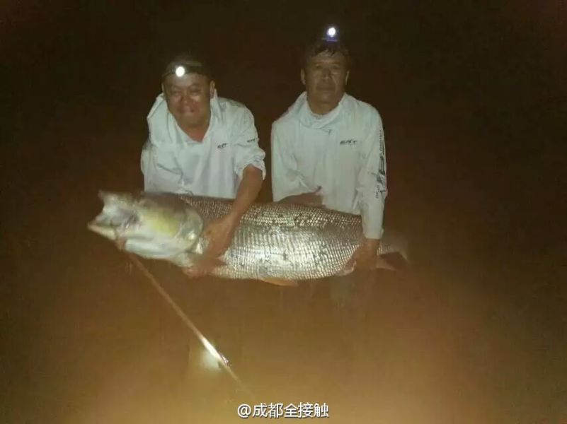 　圖為大魚需要兩個(gè)人抱起。