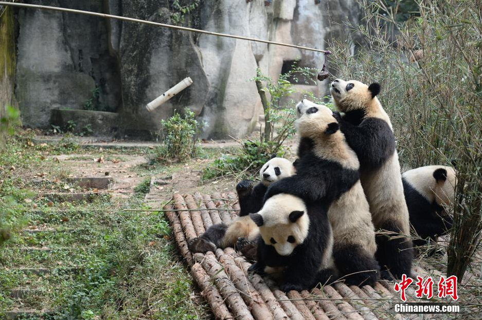 幾只大熊貓?jiān)谖故硶r(shí)間從飼養(yǎng)員處爭領(lǐng)食物。