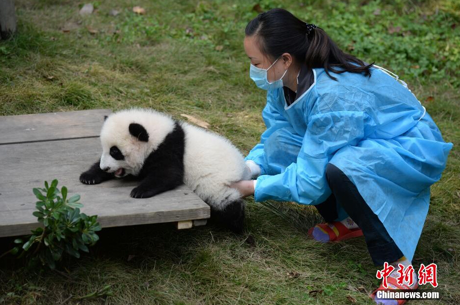 一名飼養(yǎng)員正幫助一只小大熊貓練習(xí)攀爬。