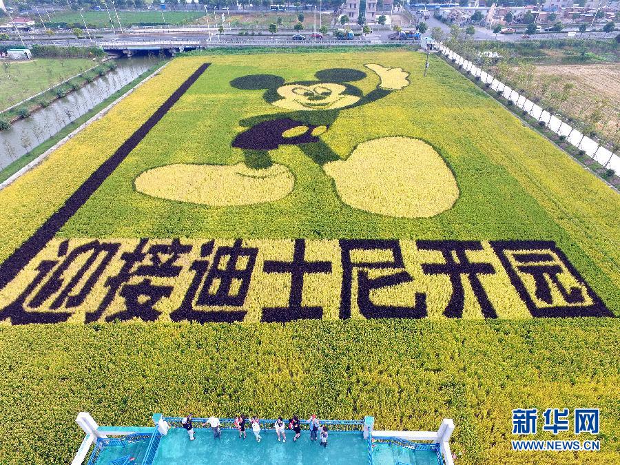 10月25日，游客在觀景臺上觀賞“米老鼠”稻田畫。