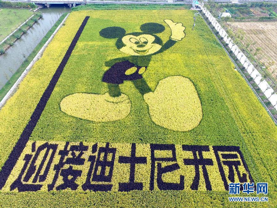 10月25日，游客在觀景臺上觀賞“米老鼠”稻田畫。