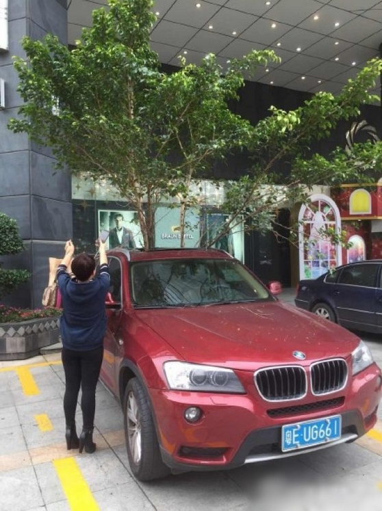 一輛停在停車位上的寶馬轎車，被墜落的樹枝砸中，樹枝徑直插入車內(nèi)，現(xiàn)場引發(fā)不少市民圍觀拍照。