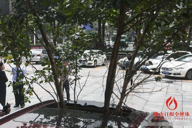 一輛停在停車位上的寶馬轎車，被墜落的樹枝砸中，樹枝徑直插入車內(nèi)，現(xiàn)場引發(fā)不少市民圍觀拍照。